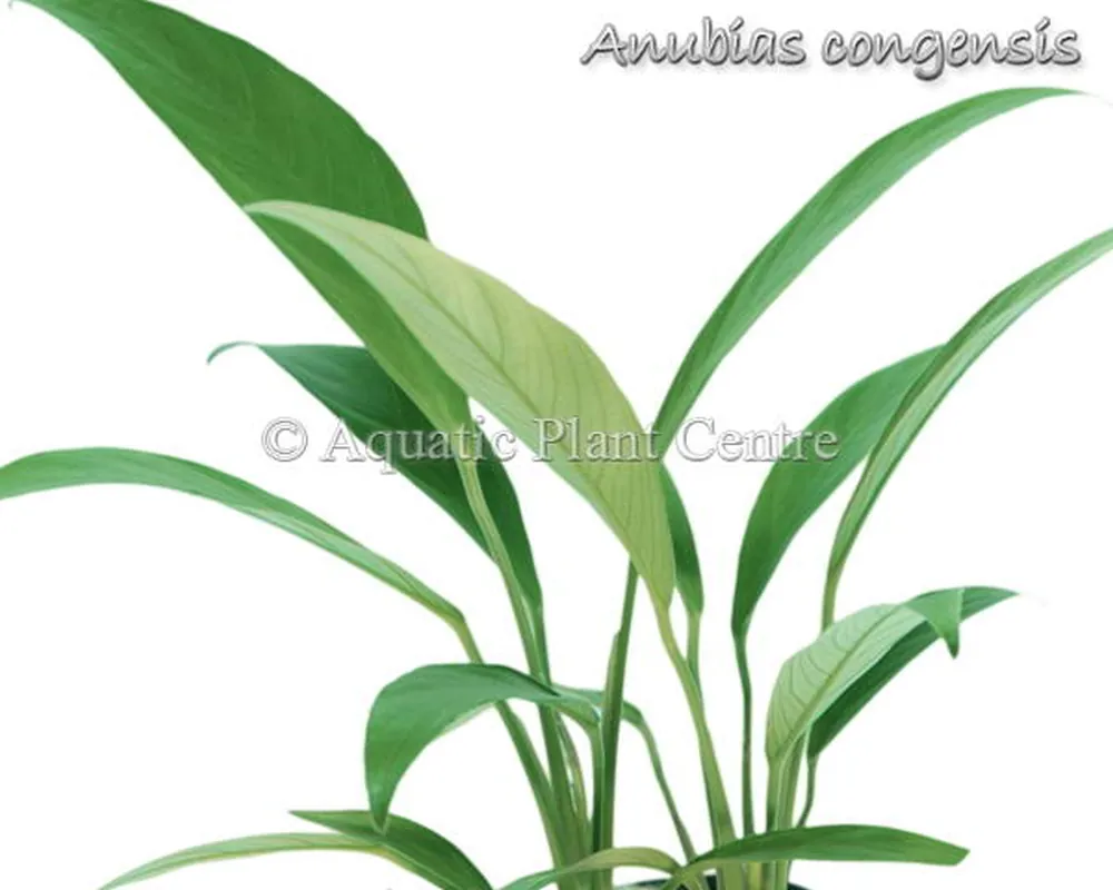 Anubias congensis.jpg