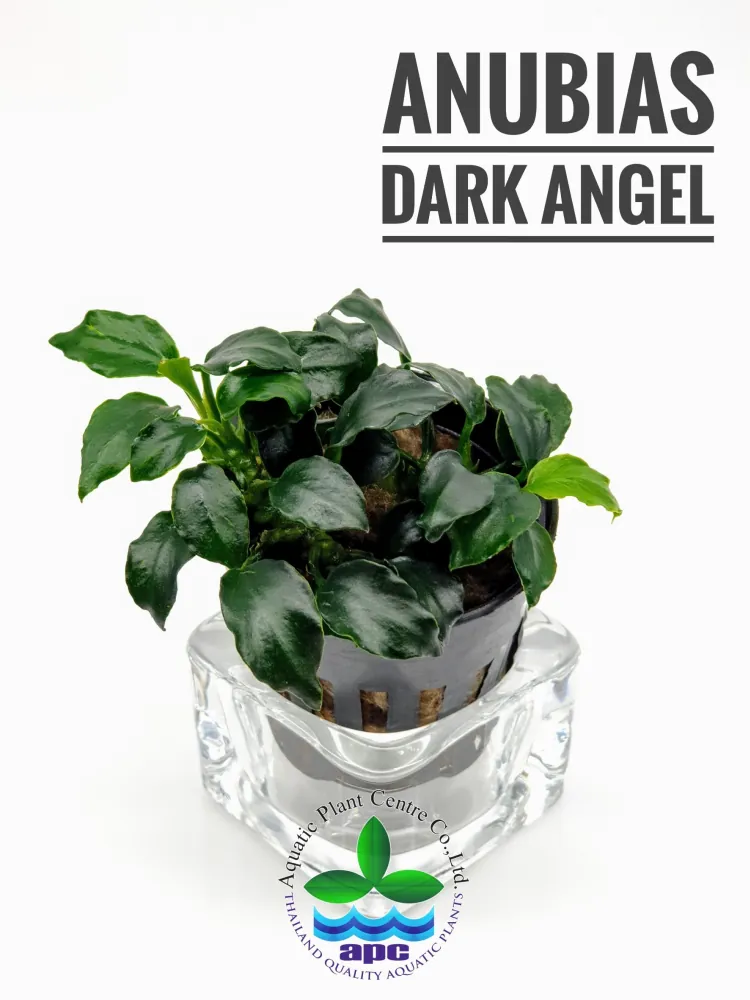 Anubias Dark Angel.jpg