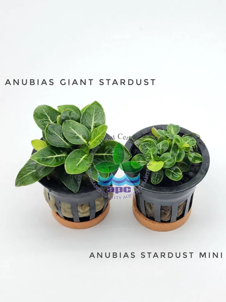 Anubias Giant Stardust.jpg