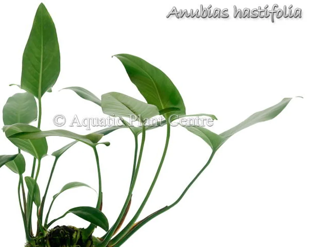 Anubias hastifolia.jpg