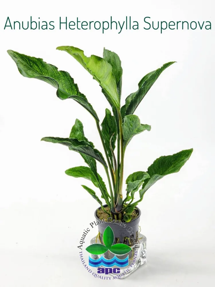 Anubias Heterophylla Supernova.jpg