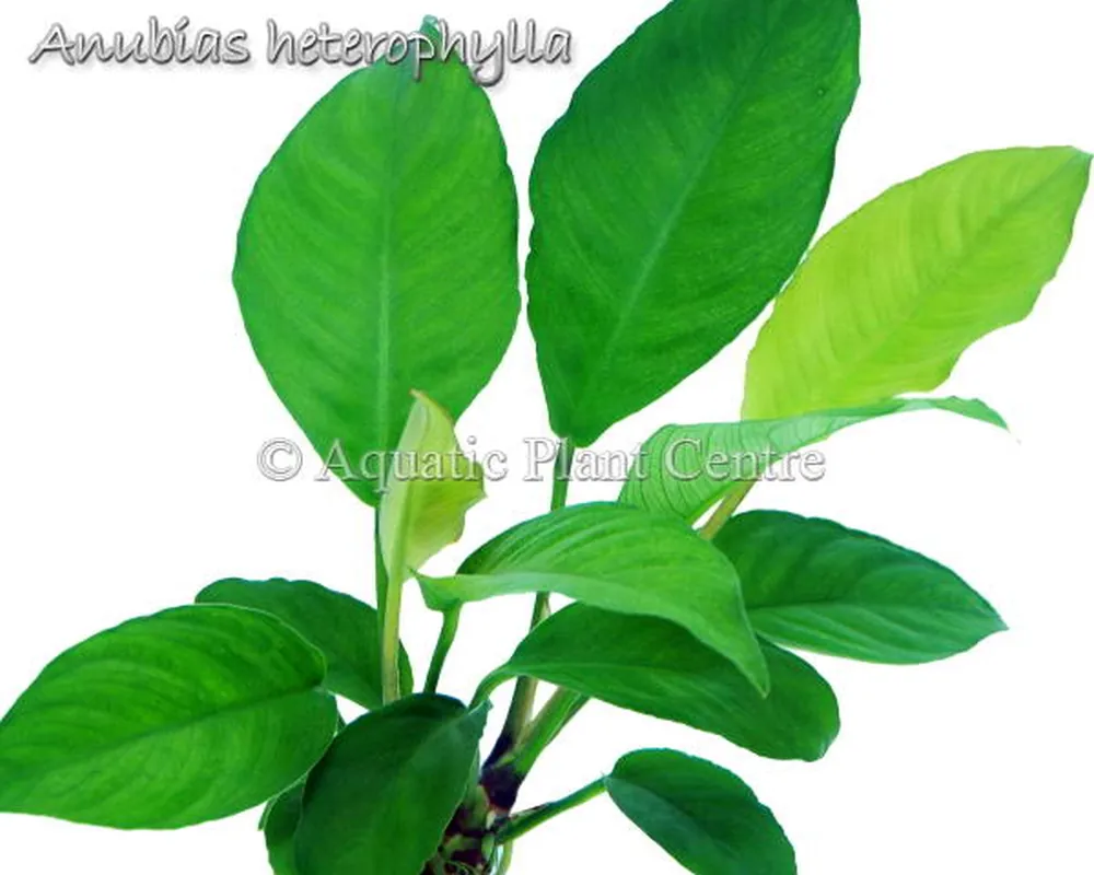 Anubias heterophylla.jpg