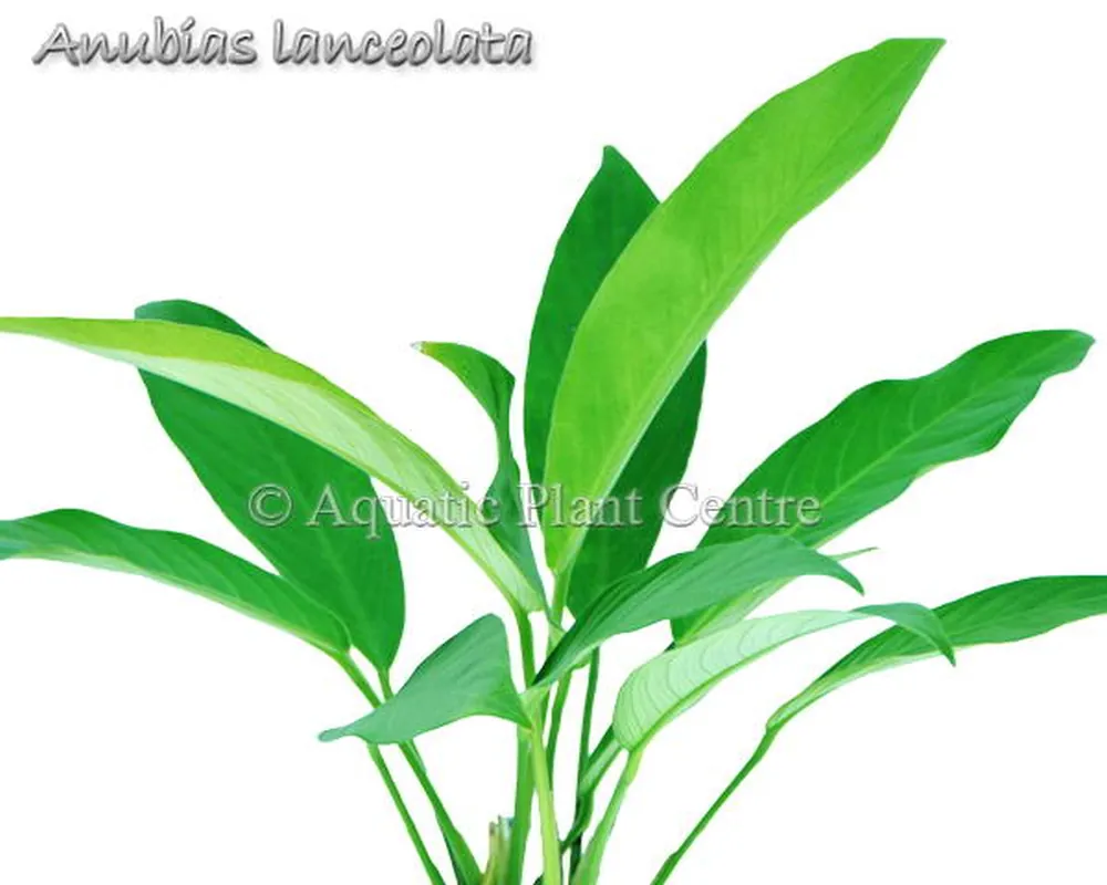 Anubias lanceolata.jpg