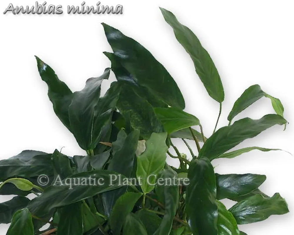 Anubias minima.jpg