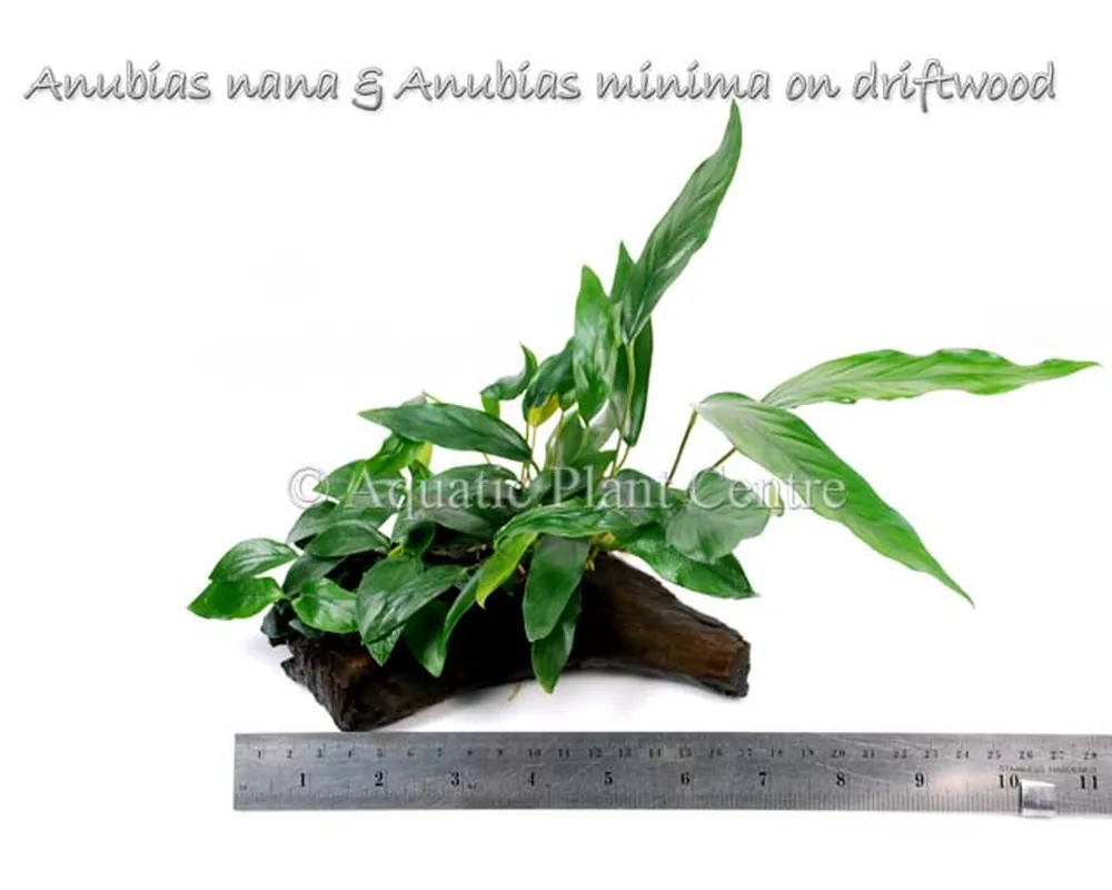 Anubias nana and Anubias minima on driftwood.jpg