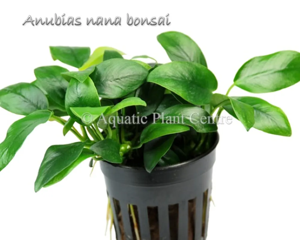 Anubias nana bonsai.jpg