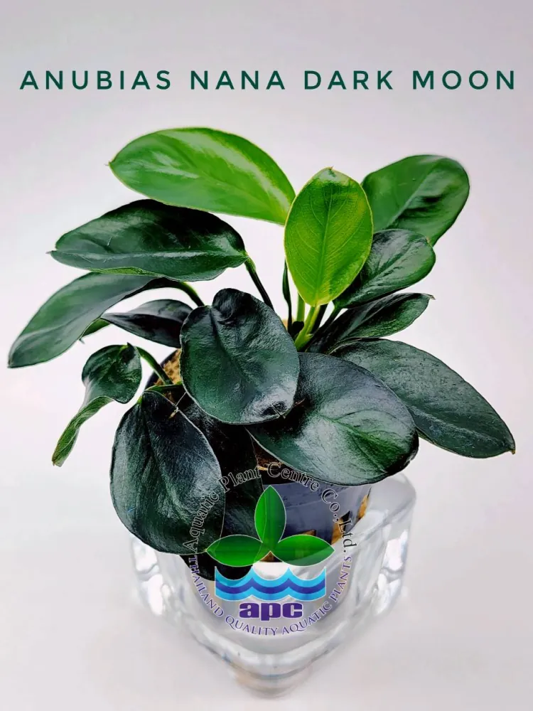 Anubias Nana Dark Moon.jpg