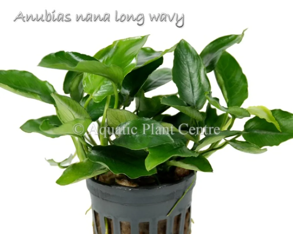 Anubias nana long wavy.jpg