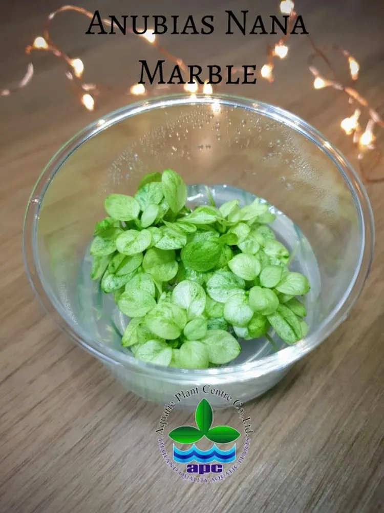 Anubias Nana Marble TC CUP (Custom).jpg_1