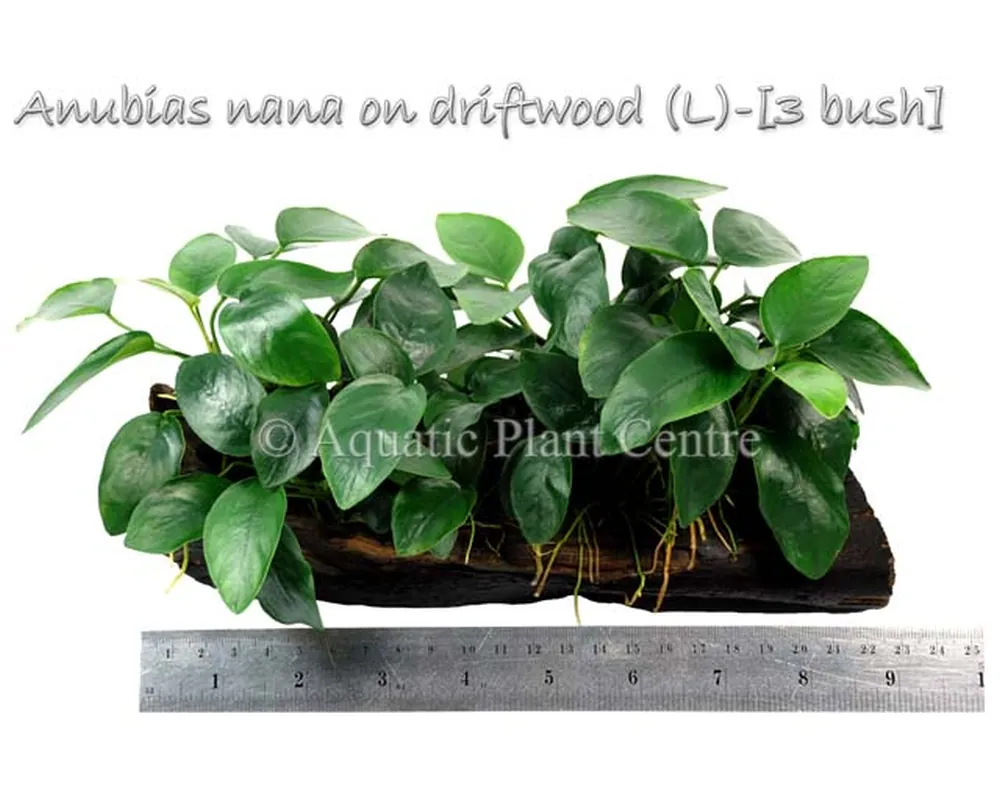 Anubias nana on driftwood (L)-[3 bush].jpg