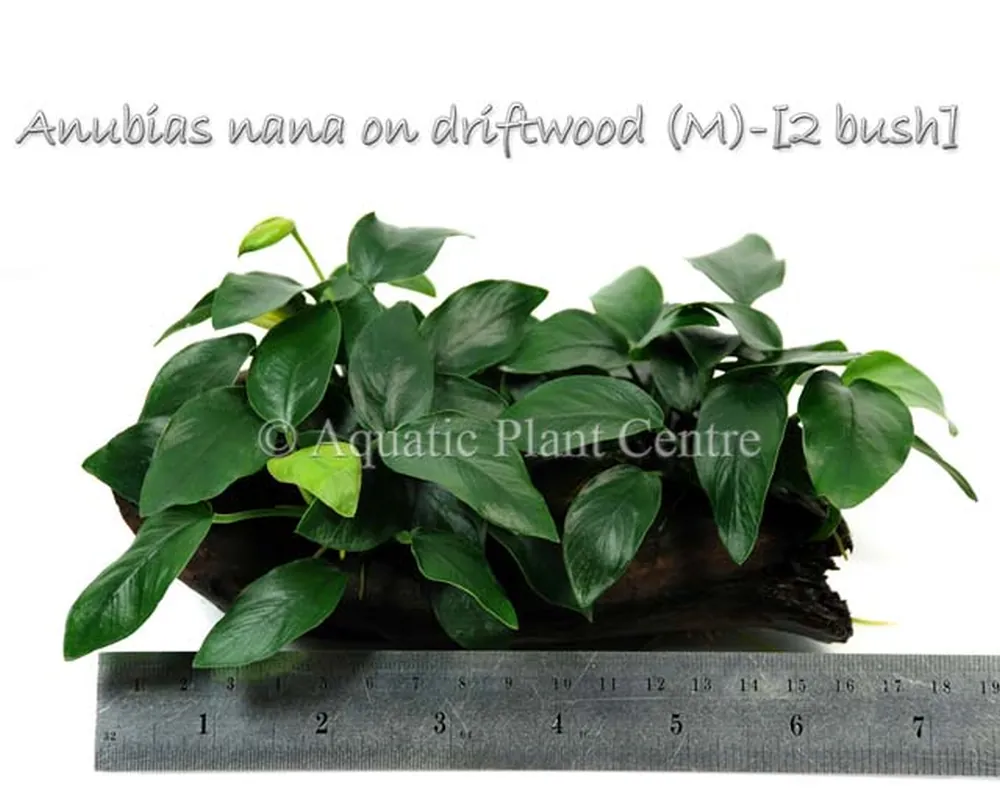 Anubias nana on driftwood (M)-[2 bush].jpg
