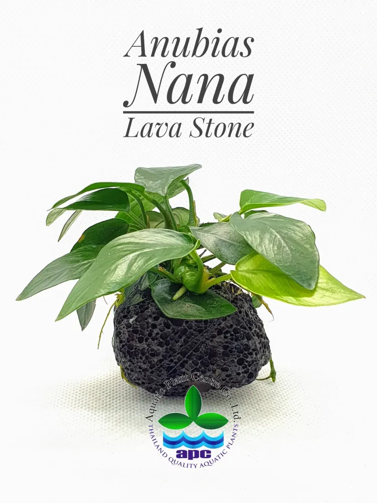 Anubias Nana on lava stone.jpg
