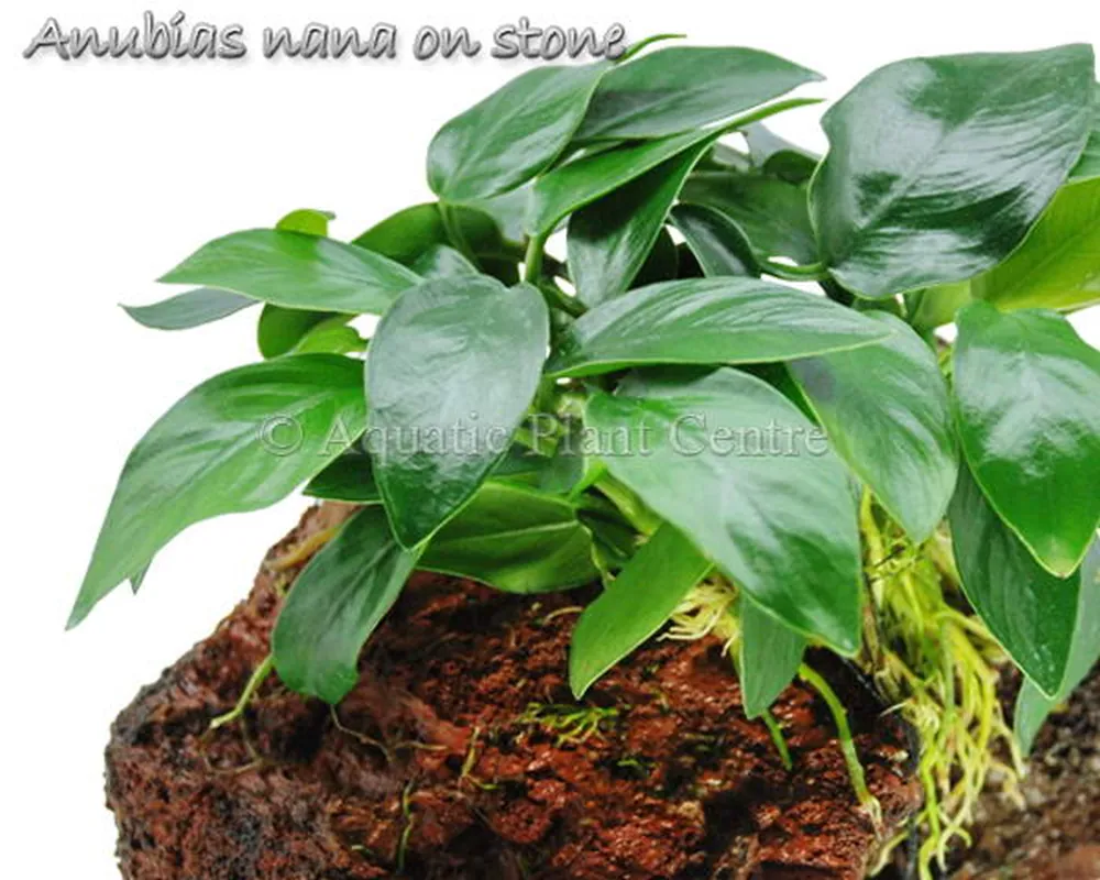 Anubias nana on stone.jpg