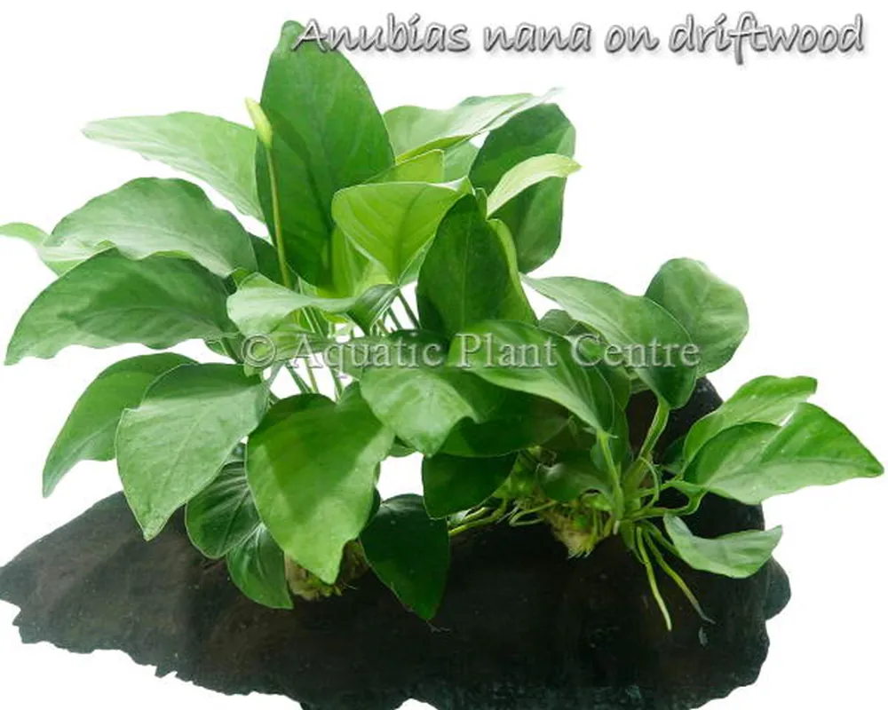 Anubias nana on wood.jpg