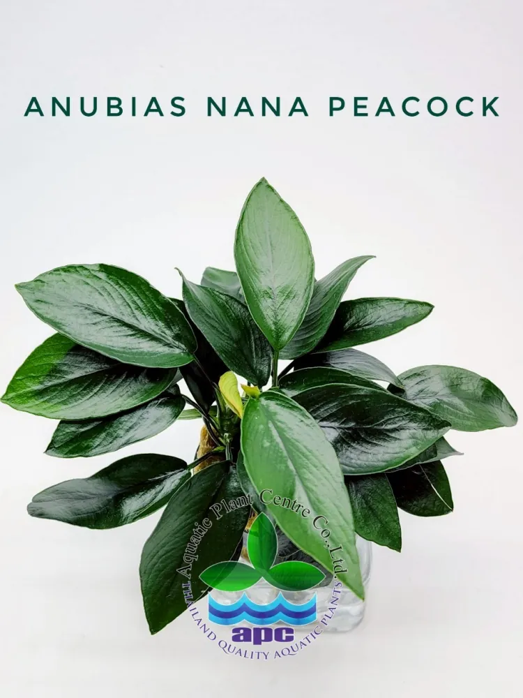 Anubias Nana Peacock.jpg