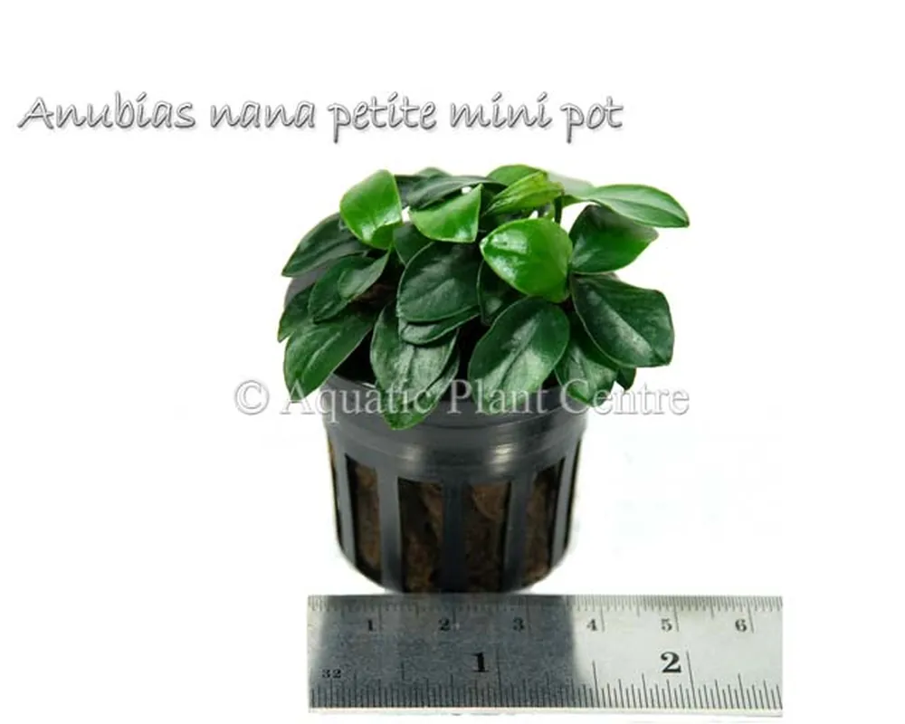 Anubias nana petite mini pot.jpg
