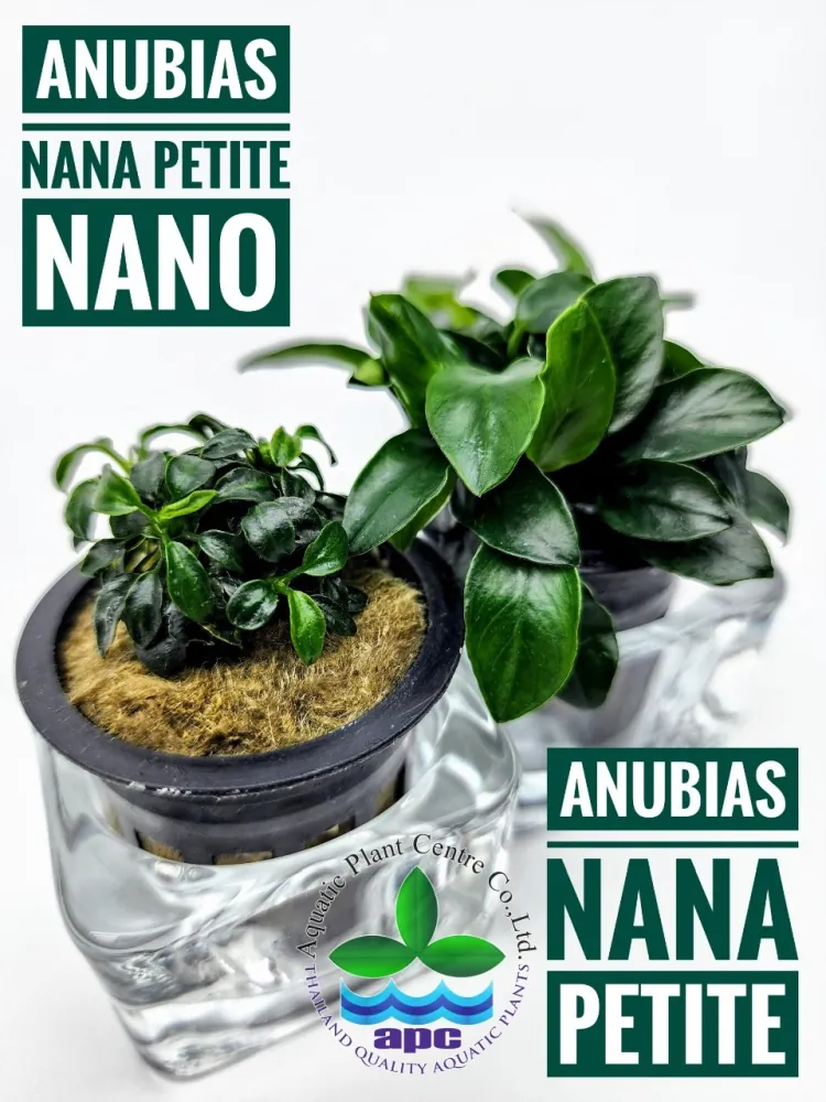 Anubias Nana Petite Nano.jpg