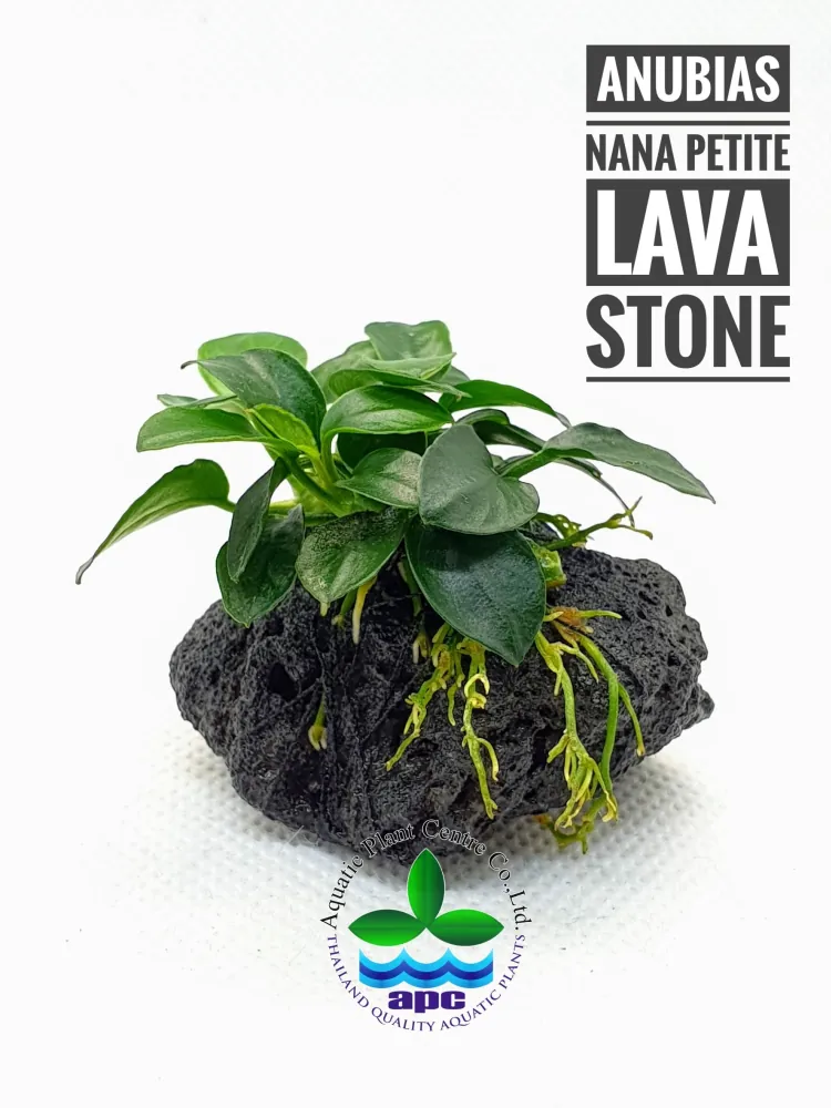 Anubias Nana Petite on lava stone.jpg