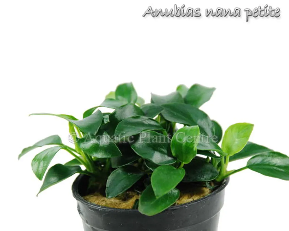 Anubias nana petite.jpg