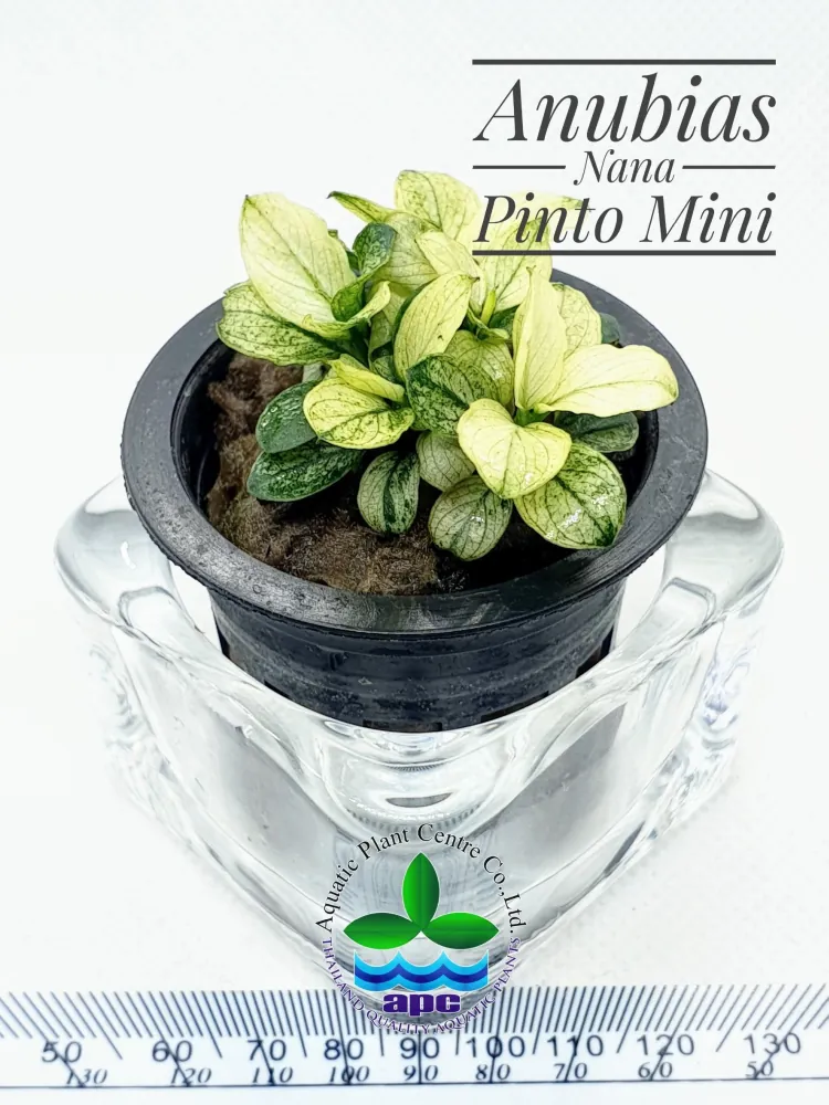 Anubias Nana Pinto Mini.jpg