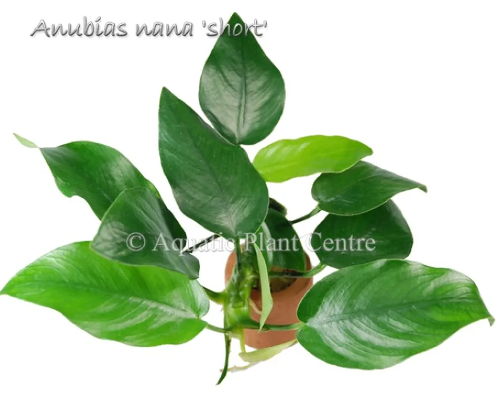 Anubias nana short.jpg