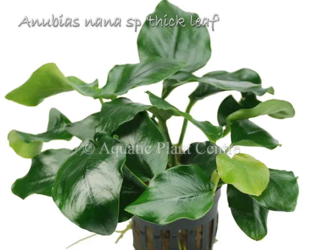 Anubias nana sp thick leaf.jpg