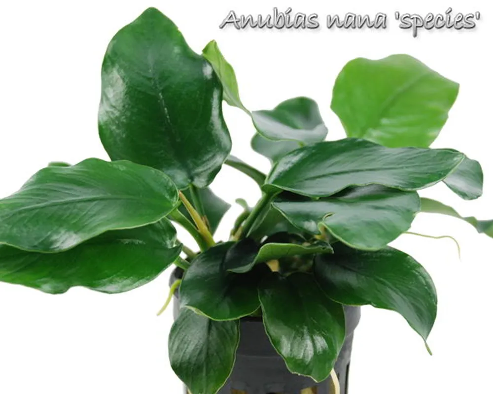 Anubias nana species.jpg