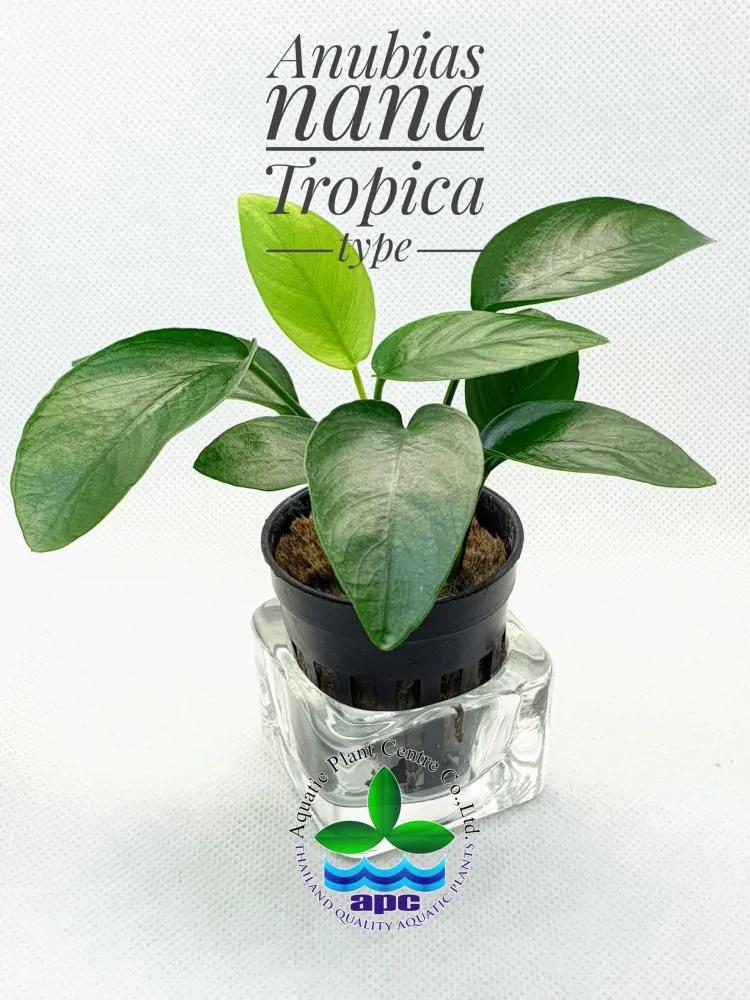 Anubias Nana Tropica.jpg