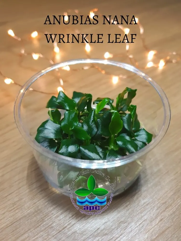 Anubias Nana Wrinkle Leaf TC CUP (Custom).jpg_1