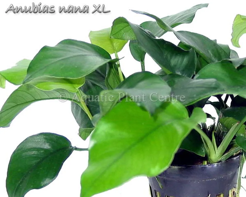 Anubias nana XL.jpg