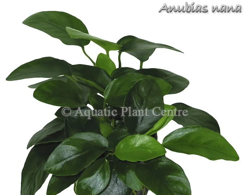 Anubias nana.jpg