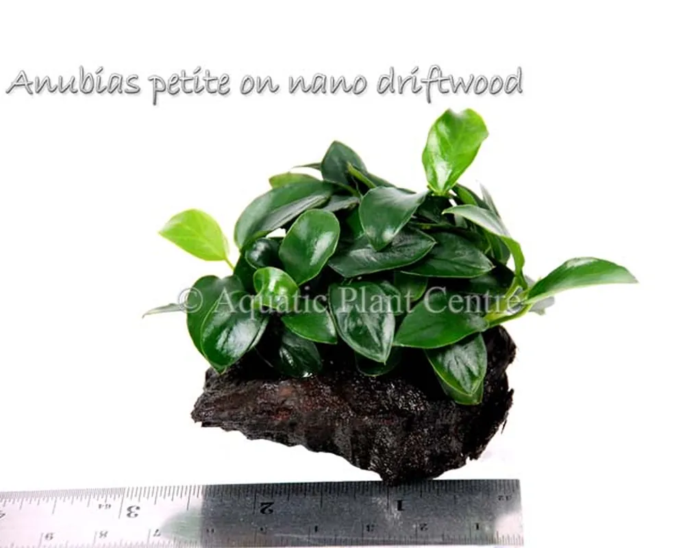 Anubias petite on nano driftwood.jpg