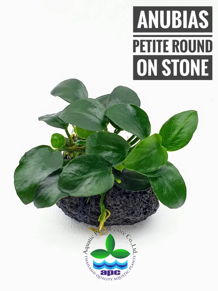 Anubias Petite Round on stone.jpg