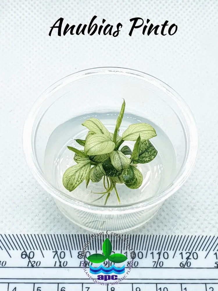 Anubias Pinto TC CUP.jpg