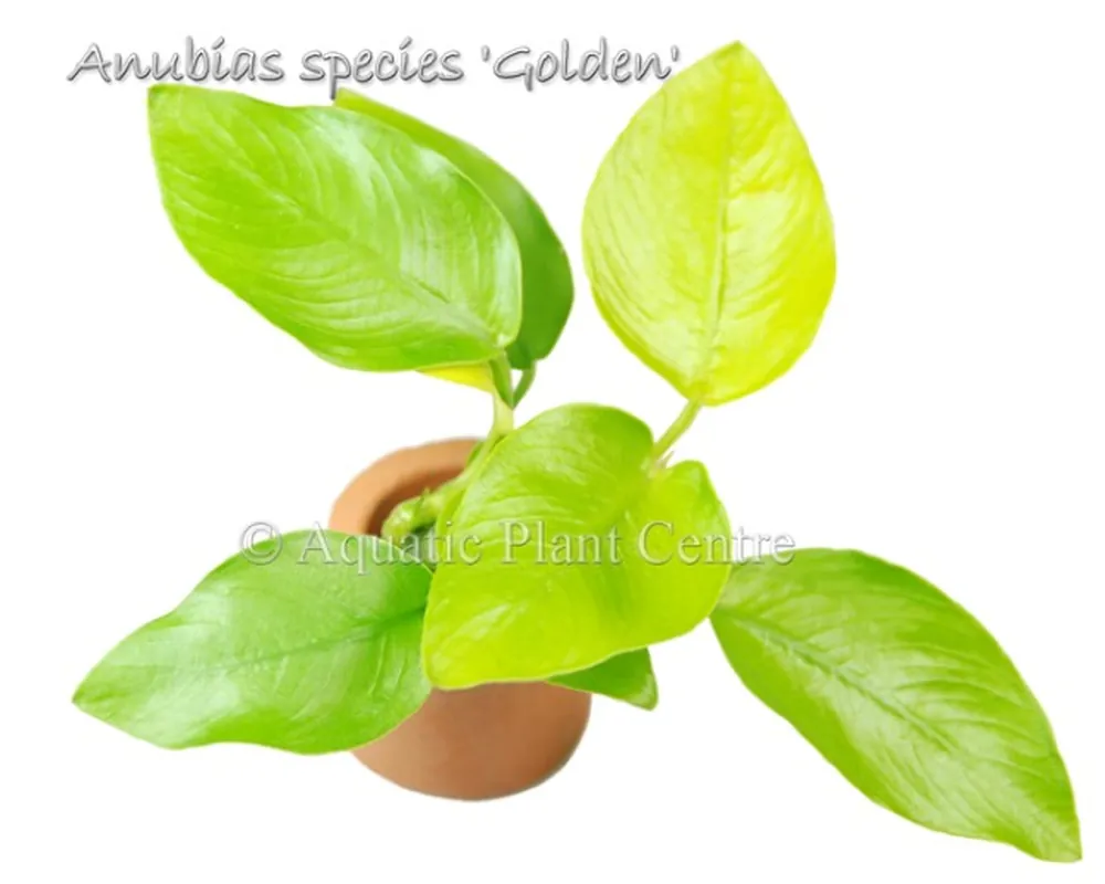 Anubias species golden.jpg