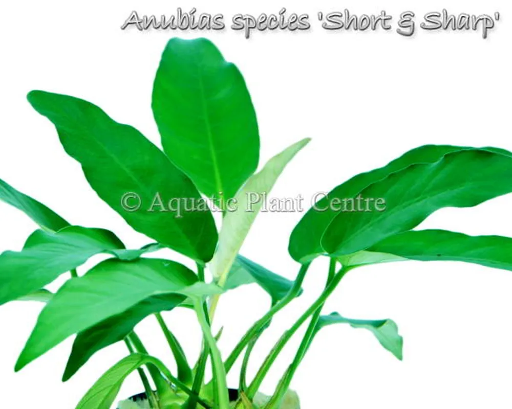 Anubias species Short & Sharp.jpg_1