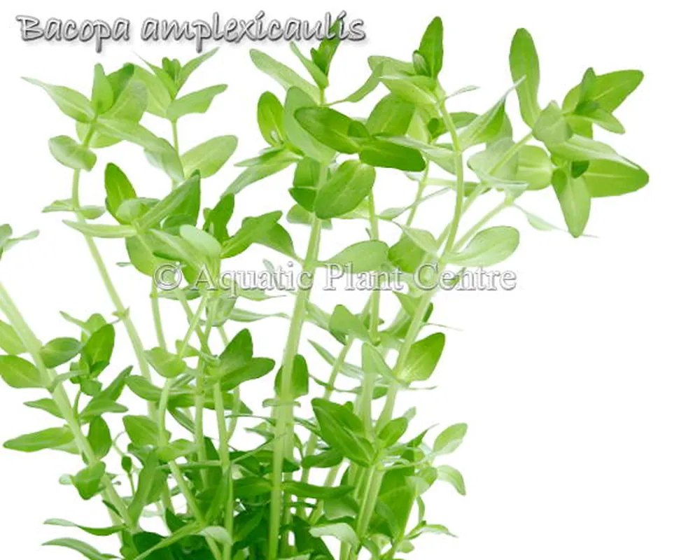 Bacopa amplexicaulis.jpg