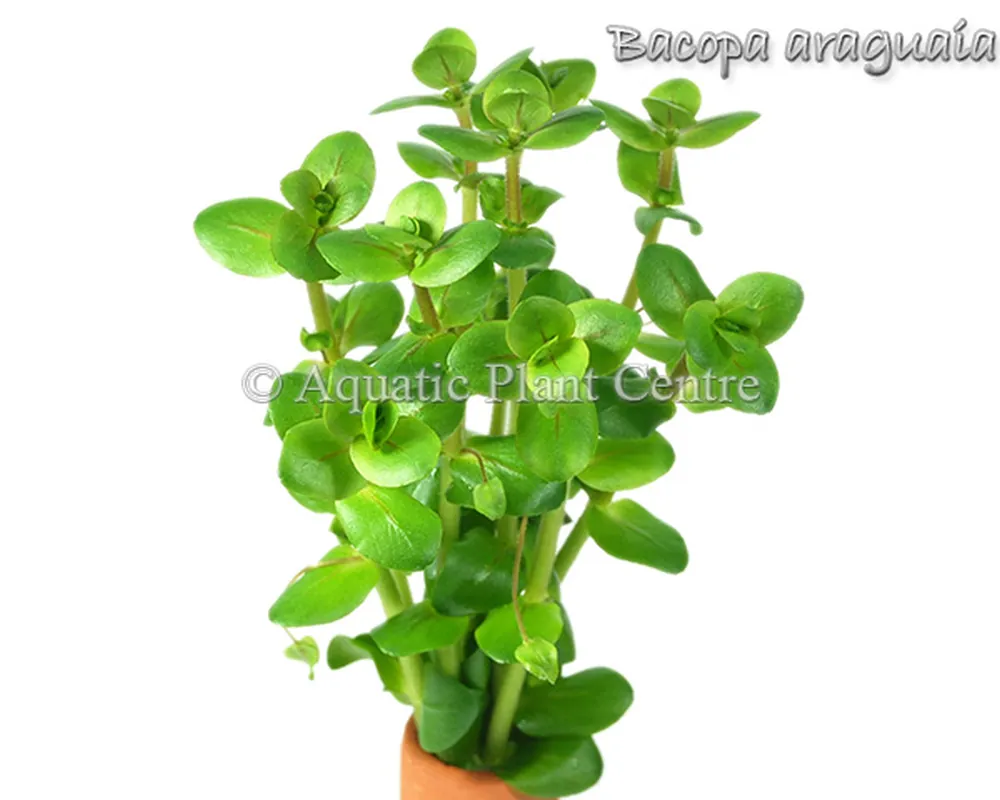 Bacopa araguaia.jpg