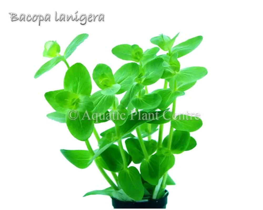 Bacopa lanigera.jpg