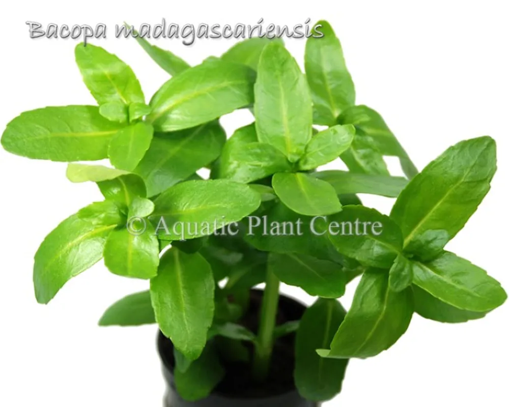Bacopa madagascariensis.jpg