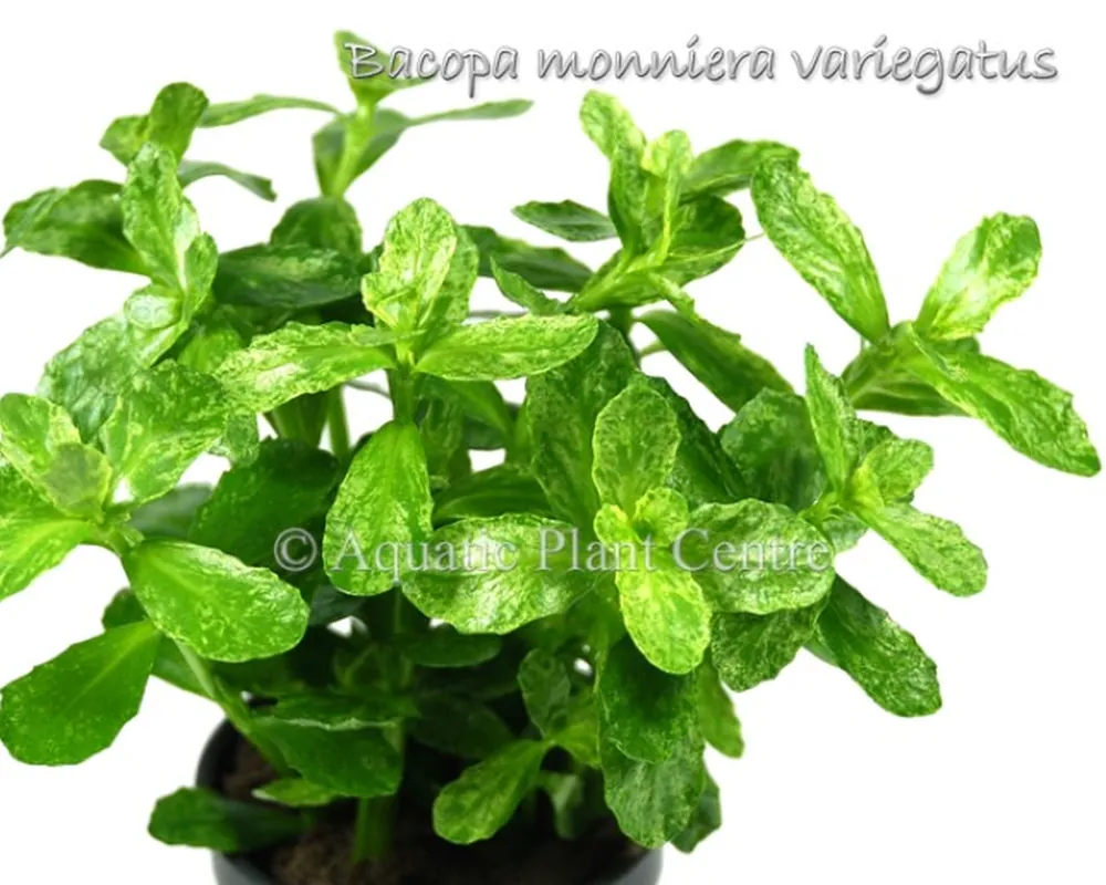 Bacopa monniera variegatus.jpg