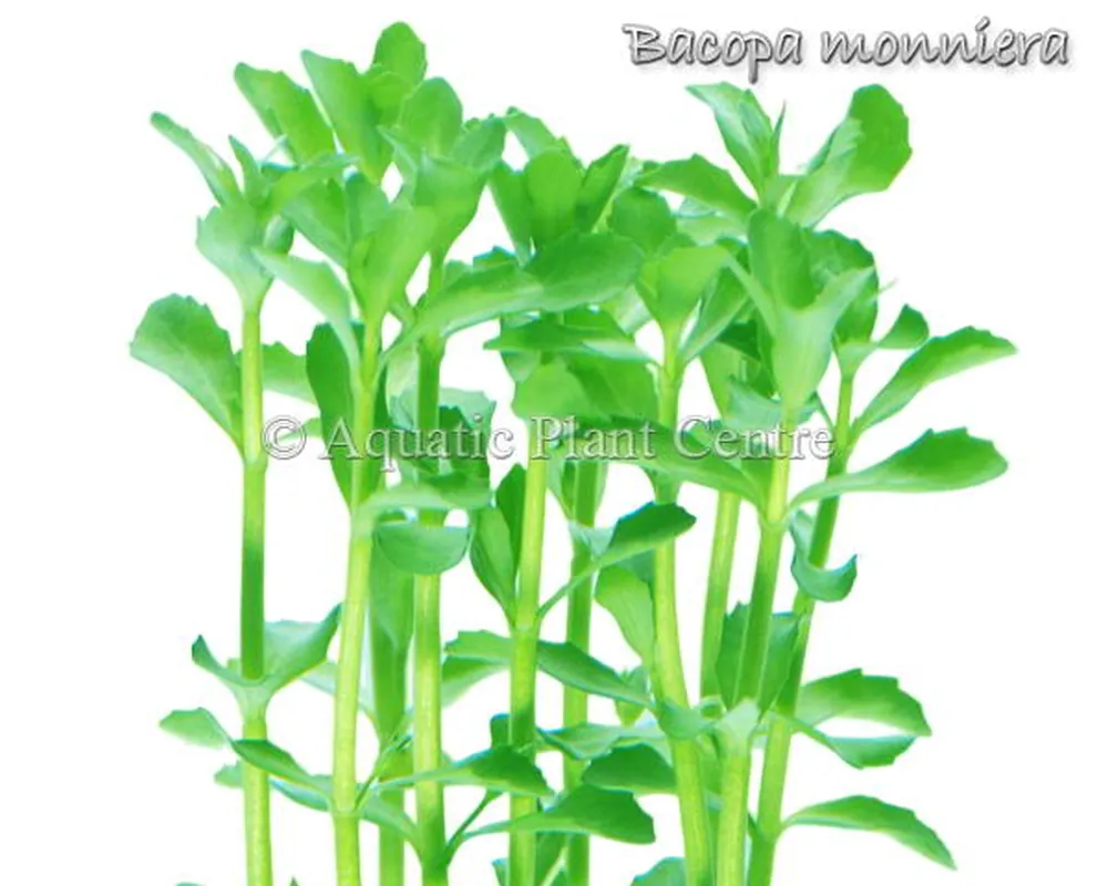 Bacopa monniera.jpg