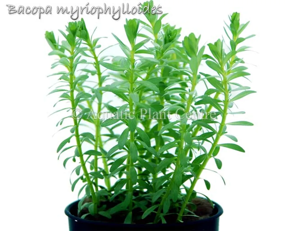 Bacopa myriophylloides.jpg
