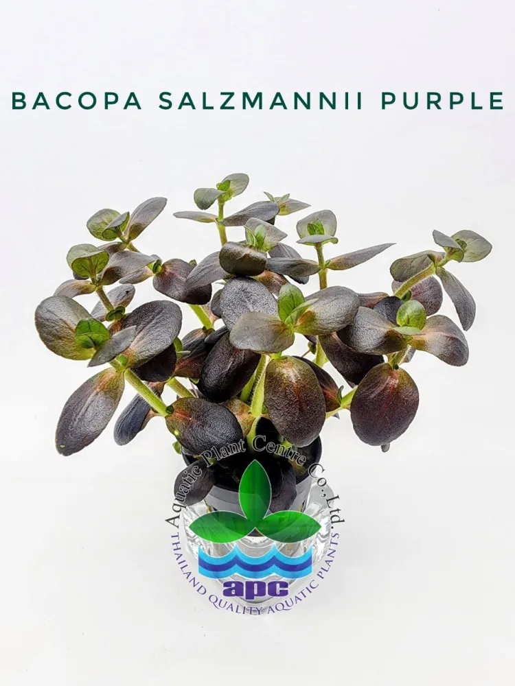 Bacopa Salzmannii Purple.jpg
