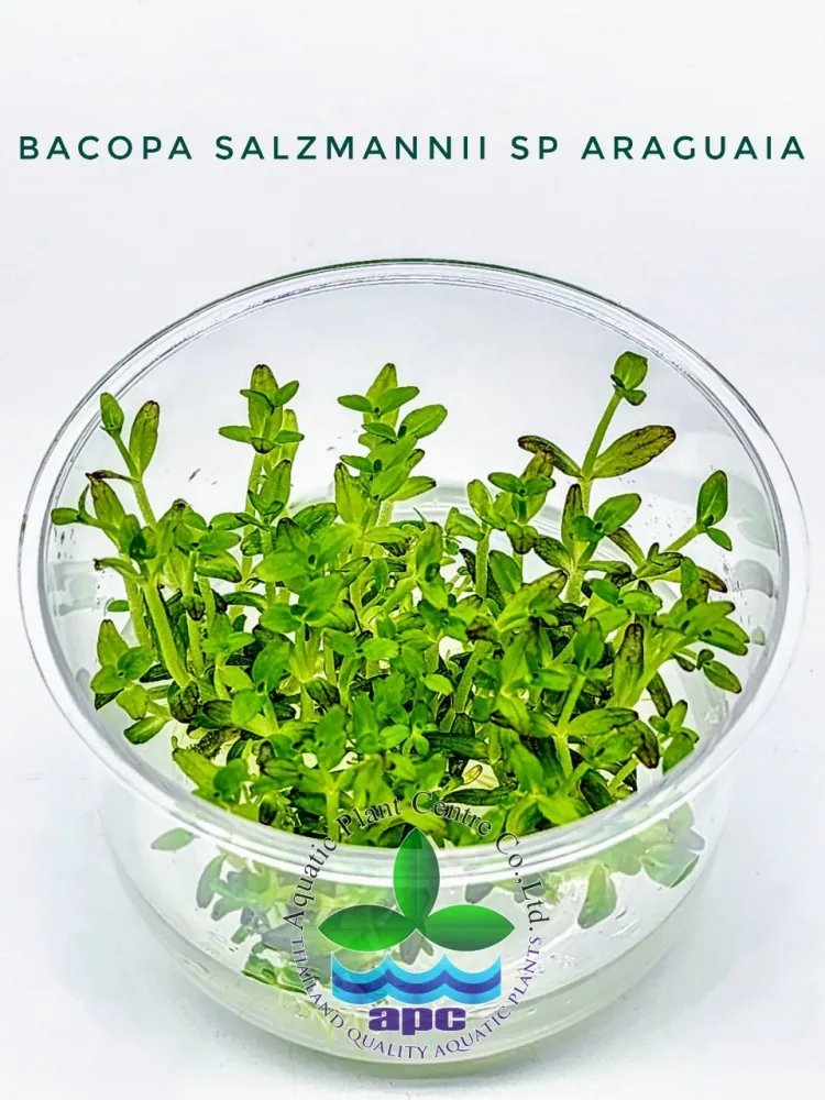 Bacopa Salzmannii SP Araguaia.jpg