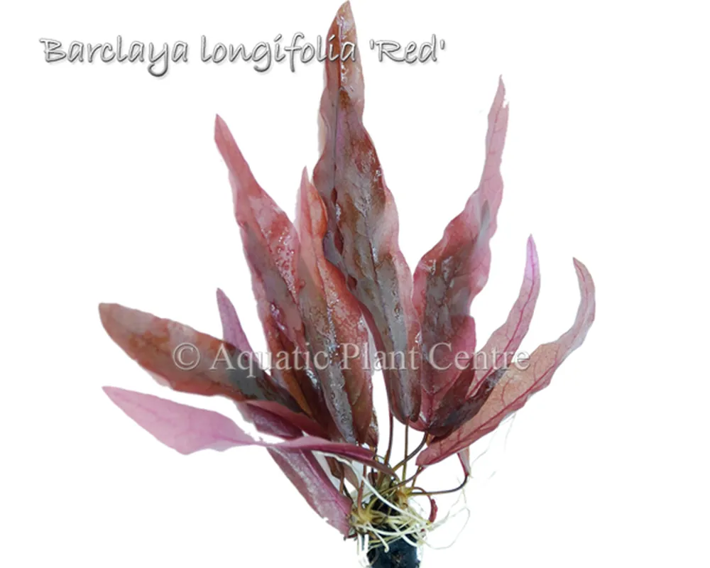 Barclaya longifolia Red.jpg