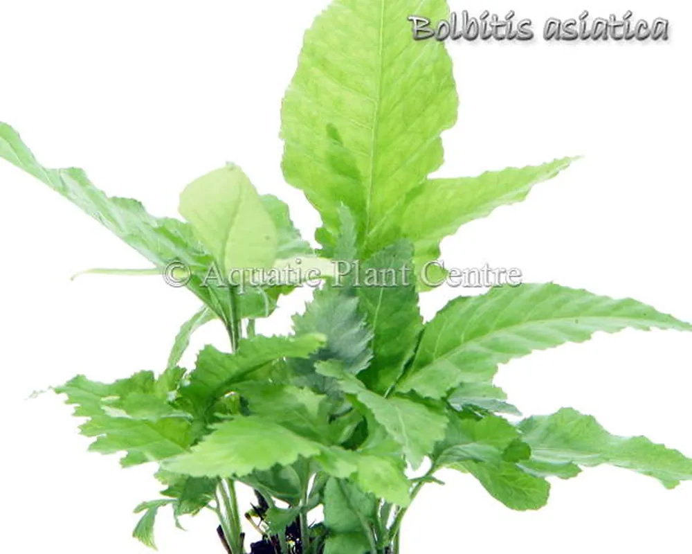 Bolbitis asiatica.jpg
