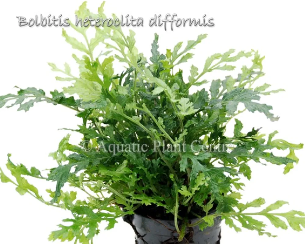 Bolbitis heteroclita difformis.jpg