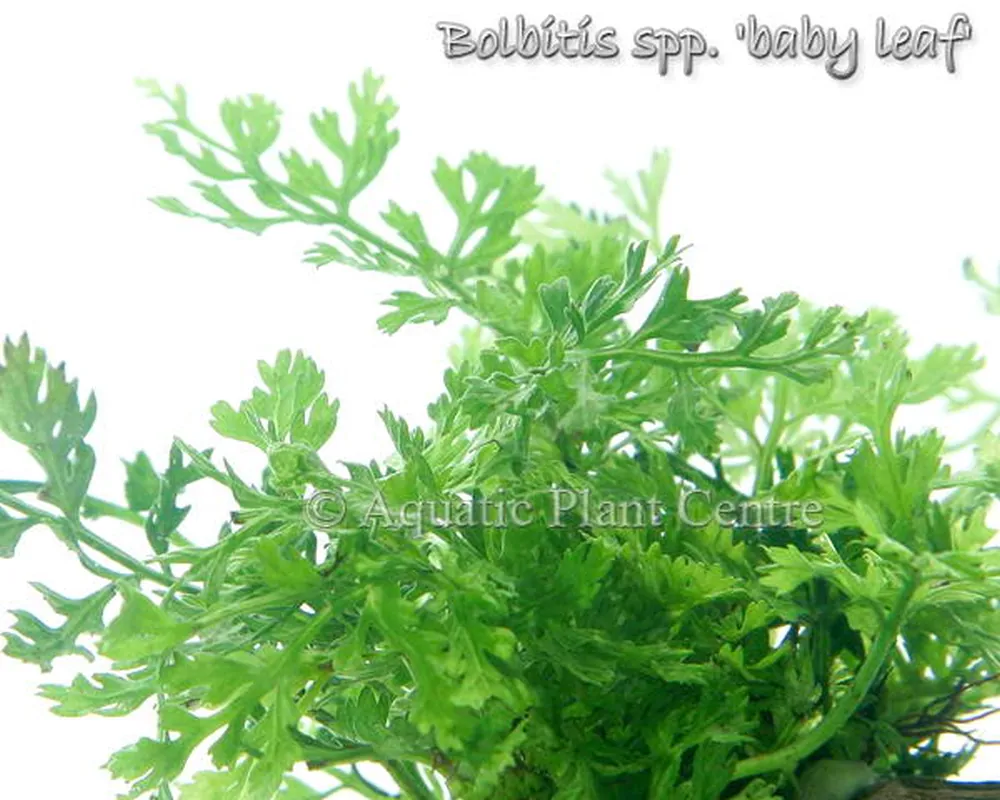 Bolbitis spp baby leaf.jpg