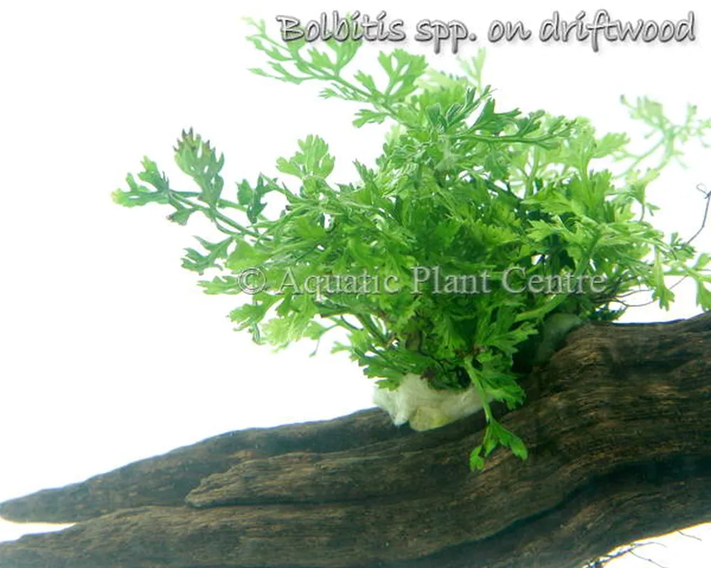 Bolbitis spp on driftwood.jpg